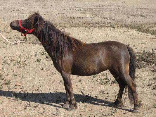 Wesco Farms Avrils Dresden Doll